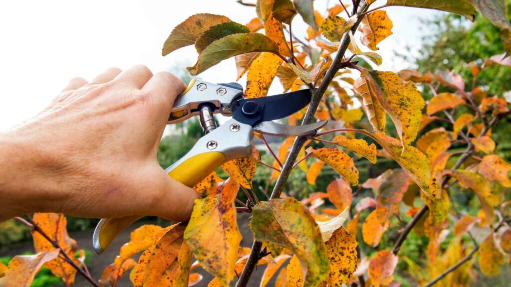 Persona cortando una rama de árbol con tijeras durante tareas de mantenimiento.