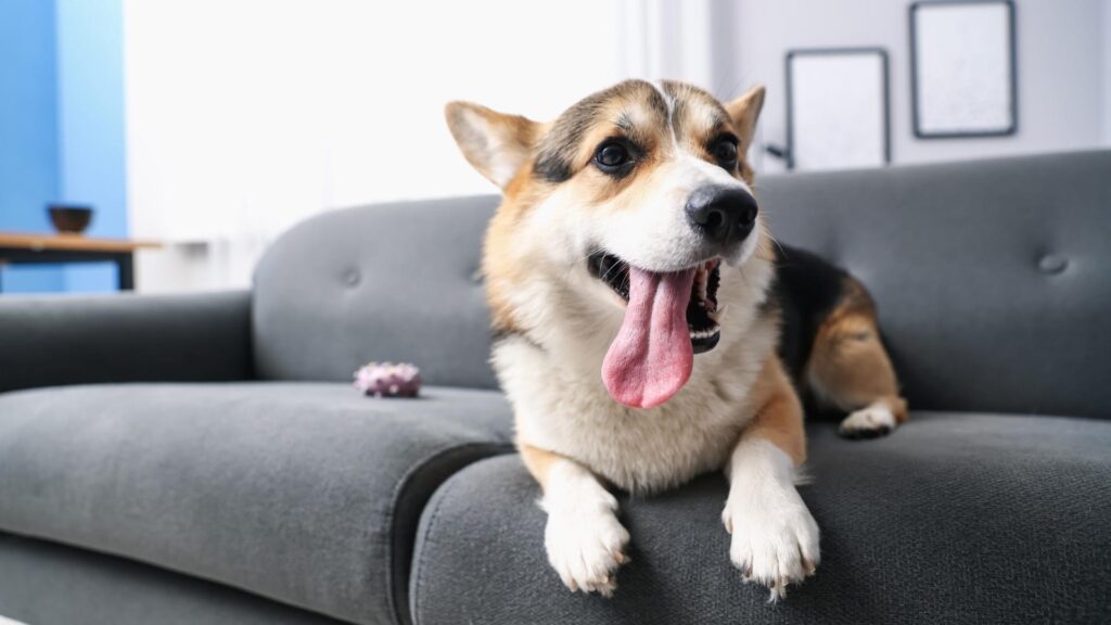 Allowing pets in your vacation rental: what you need to consider