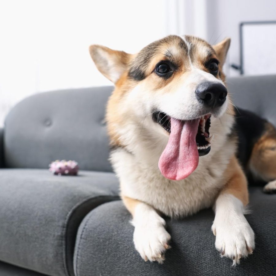 Alojamiento vacacional "pet-friendly" con mobiliario apto para mascotas y ambiente acogedor para viajeros con perros.